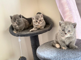 British shorthair