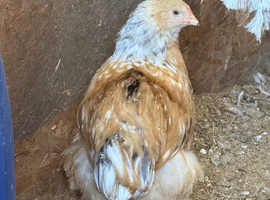 Brahma Chickens for sale