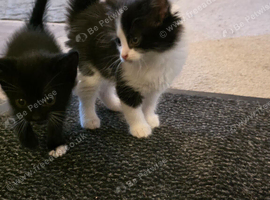 Black & White male kitten