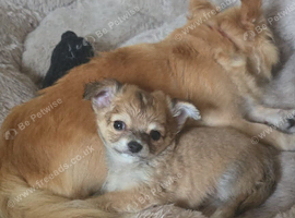 Tea cup chihuahua