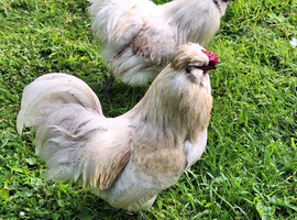 Male chicken rooster cockerel 8 months old