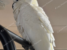 Sulphar Crested Cockatoo