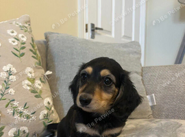 Stunning Miniature Dachshund Puppies