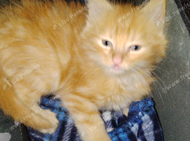 Maincoon/domestic /pure ragdoll