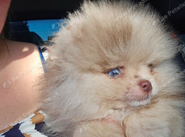 Plush pomeranian puppies only 3 left DELIVERY available