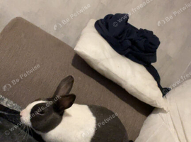 Rabbit for sale