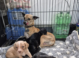 Chippet cross cavaleer/cockerspaniel pups