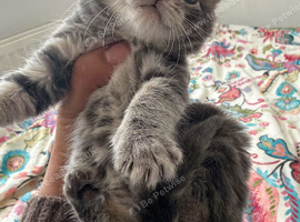 Kittens