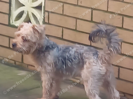 Yorkshire terrier