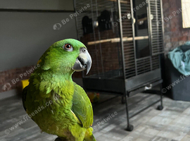 Yellow naped Amazon