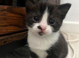 4 gorgeous kittens