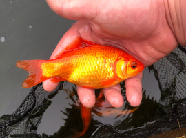 Goldfish for sale