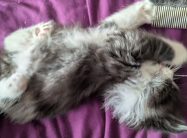 *REDUCED PRICE! Siberian x BLH kittens
