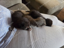 2 Black kittens