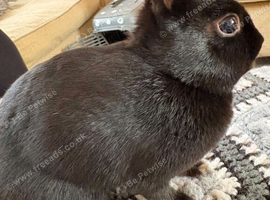 Baby rabbits