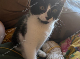 Tuxedo Kittens
