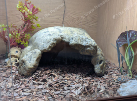Gentle hand reared blue tounged skink