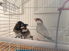 1 silver Java finch and 2 bangles finch