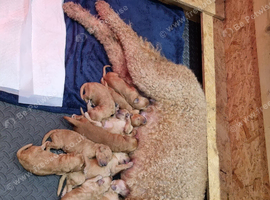 LAST GIRL! Fox Red F2b Goldendoodle puppies