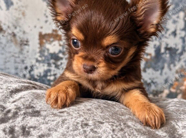 Chocolate tan Longcoat female
