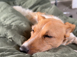 Jack Russell