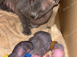 (LAST 2) Sphynx baby's