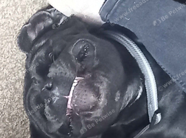 Cane Corso Male