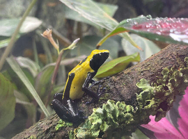 Adult tinctorious dart frogs