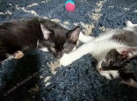 Kittens