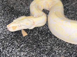 Albino boa