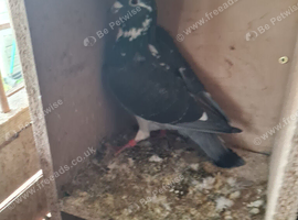 Raceing pigeons