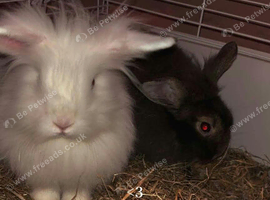 I got 2 lionheads