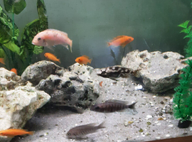 Red zebra / orange malawi cichlids