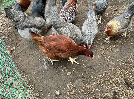 Coloured laying POL hybrid hens