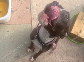 Pocket bully cross
