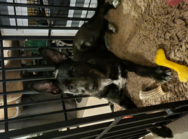 Female German shepherd come s with cages everything