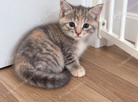 Stunning grey and cream tabby girl