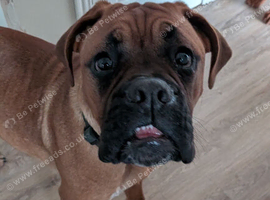 Walter &ndash; Stunning Boxer x Dogue de Bordeaux looking for an experienced, patient home (Middlesbrough area)