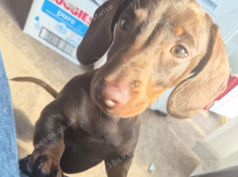Miniture dachshund