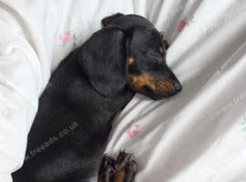 Miniature dachshund
