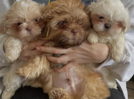 imperial shih tzu ready now