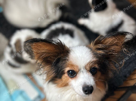 Kc reg papillon puppys