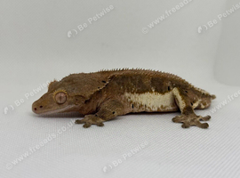 Phantom lilly white 66% het axanthic male crested gecko
