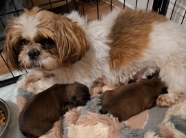 1 gorgeous  female pup available