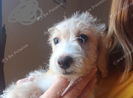 2 Cockapoo Females   ️( Cockapoo x Jack Russell Ready NOW