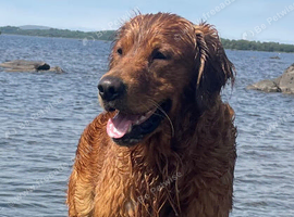 Handsome Golden Retriever for stud