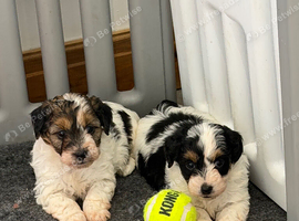 Stunning Health tested f1 jackapoo puppies