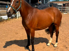 Lovely Stocky and sporty 3yr filly