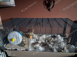 Bonded Brother Gerbils and Cage
