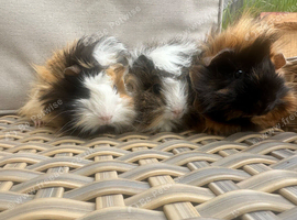 3 Lovely pretty female baby guinea pigs.